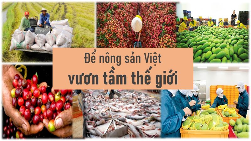 GIẤY PHÉP MÔI TRƯỜNG CHO NHÀ MÁY CHẾ BIẾN NÔNG SẢN